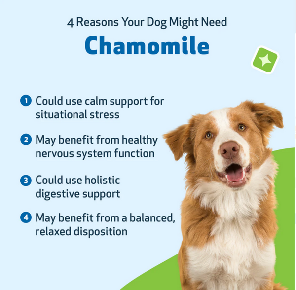 Chamomile - Supports a Healthy Calm and Digestive Function in Dogs(2 OZ)