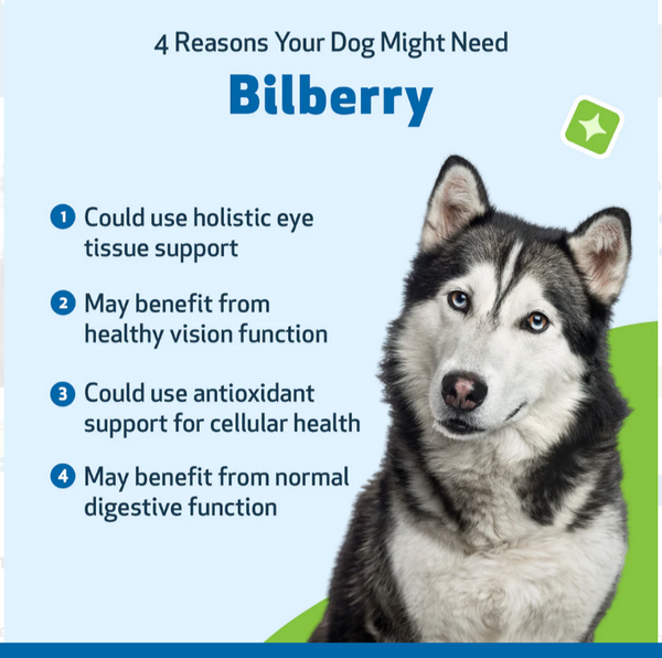Bilberry - Supports Healthy Vision and Capillaries in Dogs