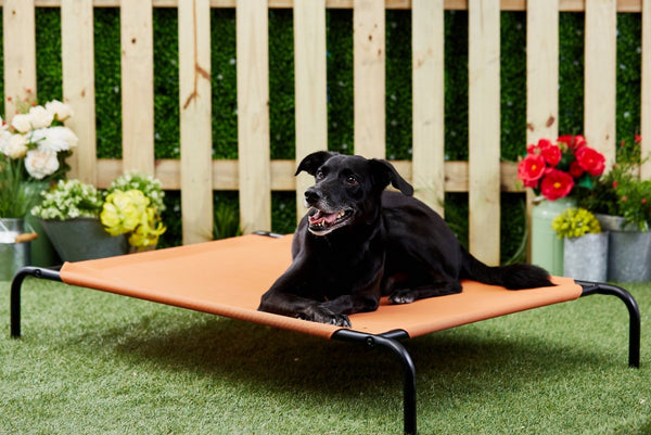 Frisco Steel-Framed Elevated Dog Bed