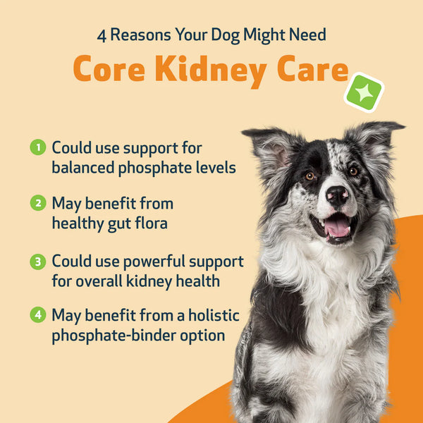 CORE KIDNEY CARE - Daily Phosphate Binder for Dogs( 5.08 oz (144 g))